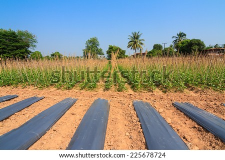 Yard long bean farm