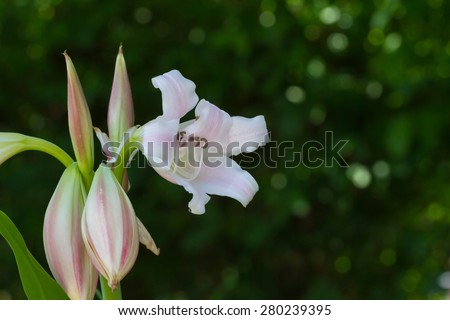 Crinum lily, cape lily, Poison Bulb or spider lily flower