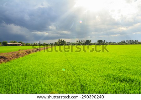 Landscape of green field with sun rays and lens flare