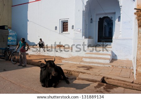 UTTAR PRADESH, INDIA - DEC 29: Indian cow lies on the road against the ancient indian house on December 29 2012 in Chitrakoot India. Popul. of Chitrakoot is 22,294. By the legend, god Rama lived in it