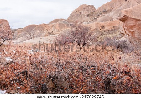 Trees and dry grass in red color stone valley of Cappadocia at cold season in Turkey