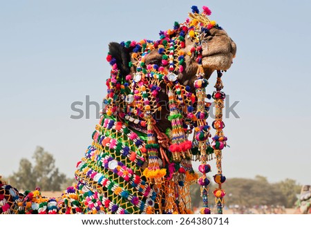 Muzzle of camel, dressed in brightly colored decorations during a national holiday