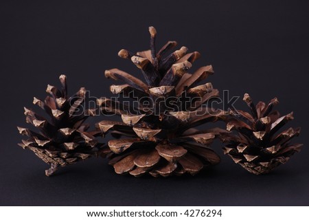 Pine cone isolated on black background