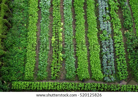 Similar – Image, Stock Photo Aerial View Of Vegetable Garden. Potato Plantation At Summer Day. Village Garden Beds