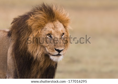 Portrait of a big male lion in Kenya