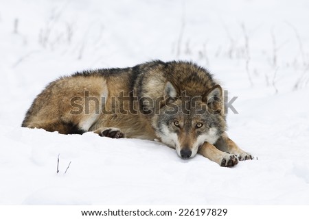 Wolf, Canis lupus, resting in the snow