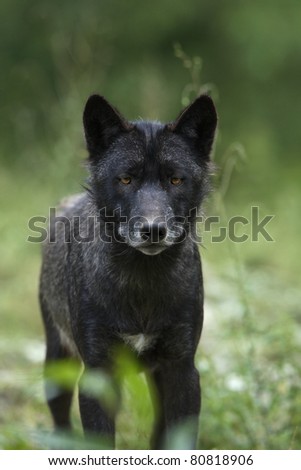 Black timber wolf (Canis lupus)