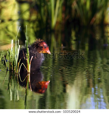 Baby Coot hiding next to some weeds in the water