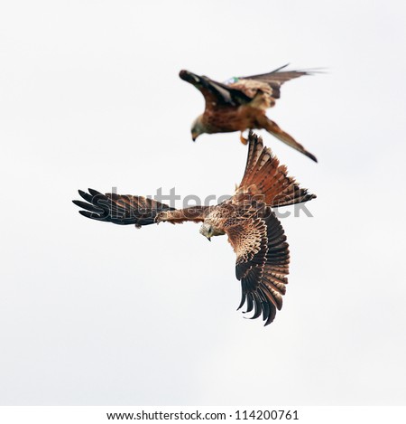Two Red Kites, birds of prey in flight above the skies of Dumfrieshire, Scotland