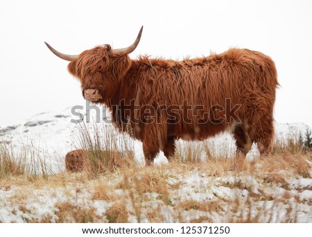 A Scottish Highland Cow on a snow covered landscape in the highlands of Scotland
