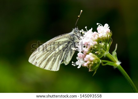 Small white butterfly on a pink flower