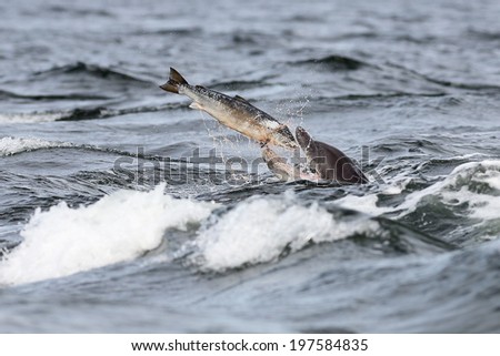 A Bottlenose Dolphin about to eat a fish