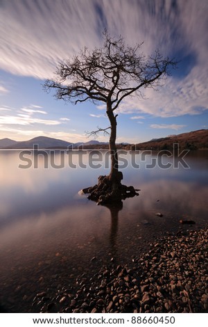Lone tree partially submerged on Loch Lomond.