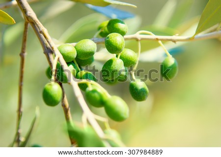Green olives at the tree in summer, Italy. Tuscany region.