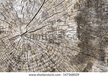 Wood tree texture pattern with year rings