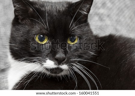 Close-up of a black cat looking away domestic animal