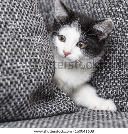 baby cat is looking away domestic animal