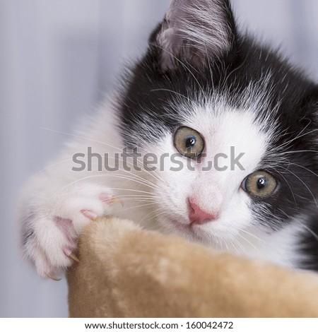 baby cat with paws looking away domestic animal