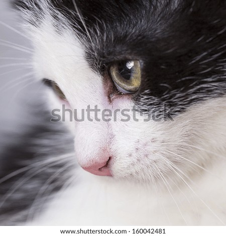 Close-up of baby cat eyes domestic animal
