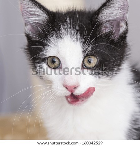 Close-up of a gray black baby cat that licks and looking away domestic animal