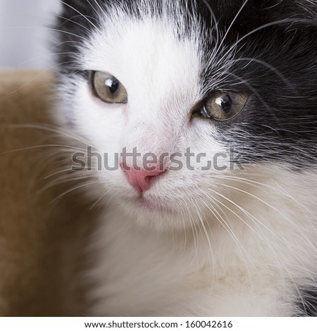 baby cat looking away domestic animal