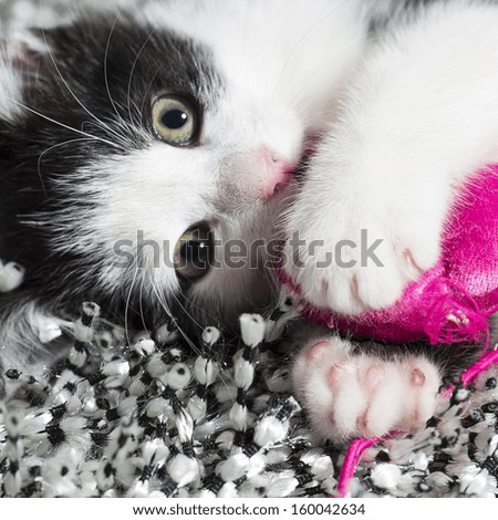 baby cat is playing and looks away domestic animal