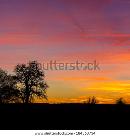 tree silhouette with warm sunset summer orange sunrise