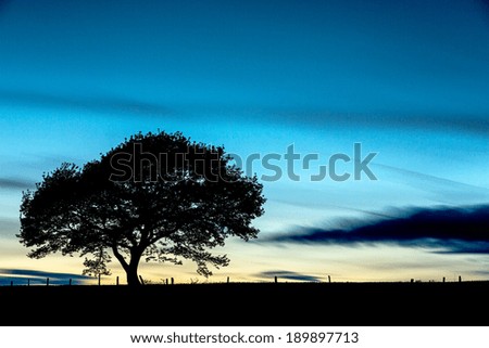 Old tree silhouette on a hill at a colorful sunset in summer at cloudy sky at the Eifel national park germany