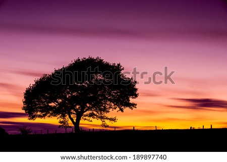 Old oak tree silhouette on colorful sunset in summer at the Eifel national park in germany