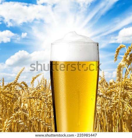beer (pils) in a willi cup on Wheat field