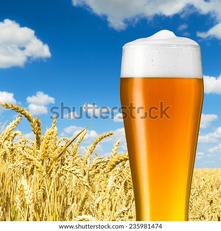 Bavaria wheat beer glass on a field of corn