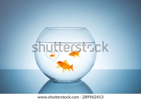 Goldfish thinks about unfaithful