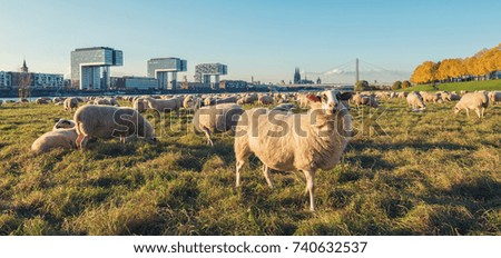 Similar – Image, Stock Photo autumn the poller Meadow in cologne germany at the rhine shore