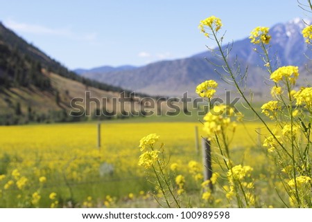 Yellow flax grows in a mountain valley/Flax in a Mountain Valley/Flax growing in a mountain valley