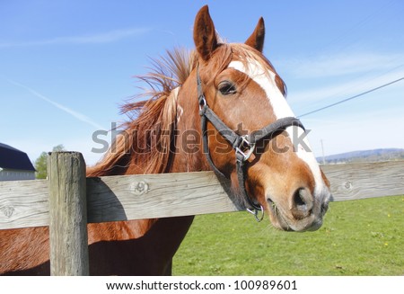 A beautiful chestnut colored Mare stands by the fence/Chestnut Colored Mare/A beautiful chestnut colored Mare