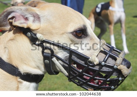 Close up profile of a Greyhound wearing his muzzle/Profile of a Greyhound/Side view of a greyhound and muzzle
