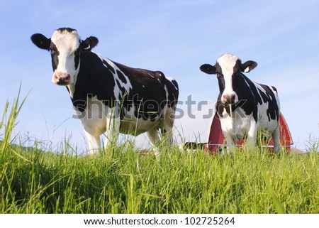 Two dairy cows stand in a pasture/Two dairy Cows/Two curious and healthy dairy cows