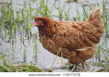 A brown Free Range Chicken searches the wetlands for food/A Mature Free Range Chicken/A healthy chicken rummages for food the natural way.