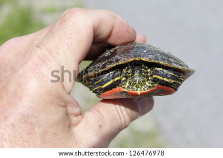 Front view of a small North American Painted Turtle/Painted Turtle/A man\'s hand holding a small Painted Turtle