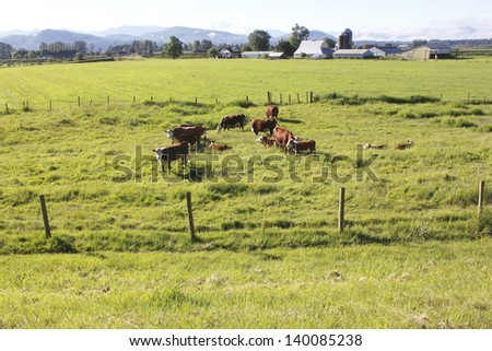 A wide open acreage prime for cattle grazing/Cattle Grazing Land/A wide open acreage prime for cattle grazing