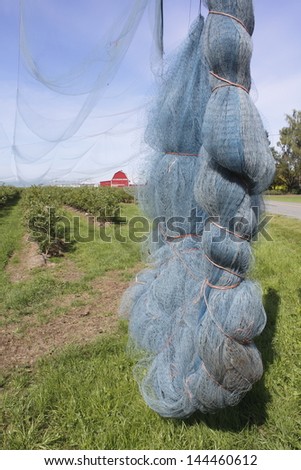 Netting hangs beside a blueberry field to be used to shield against birds/Protective Berry Netting/Netting hangs beside a blueberry field that will be used to shield against scavenging birds