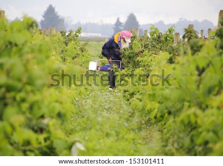 A field worker picks strawberries/ A field worker Picking Strawberries  /A field worker picks strawberries.