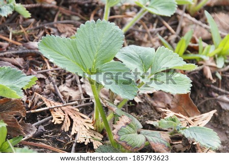 A strawberry plant breaks through the soil in early Spring./Young Strawberry Plant/A strawberry plant breaks through the soil in early Spring.