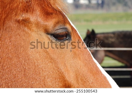Extreme close up profile of a horse and her eye/Close of Horse Profile/Extreme close up profile of a horse and her eye