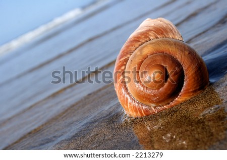 Sea snail on the beach