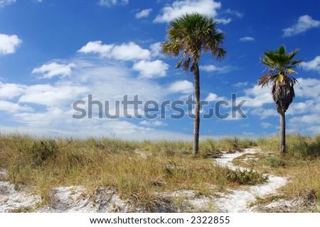 Coastal path on sand dune with two palm trees