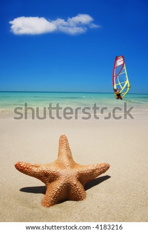 Starfish on the beach with windsurfer