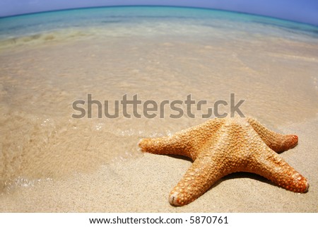 Starfish on the beach with wide-angle distorted horizon