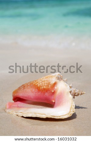 Queen Conch shell on a tropical beach