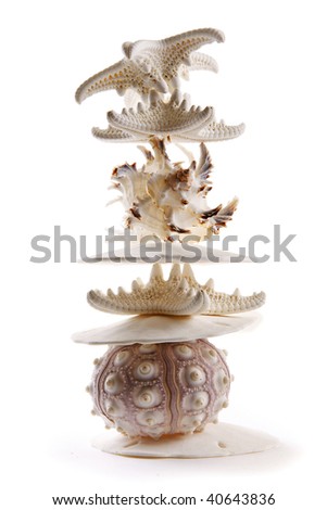 Studio shot of a pile of seashells in high key with back lighting
